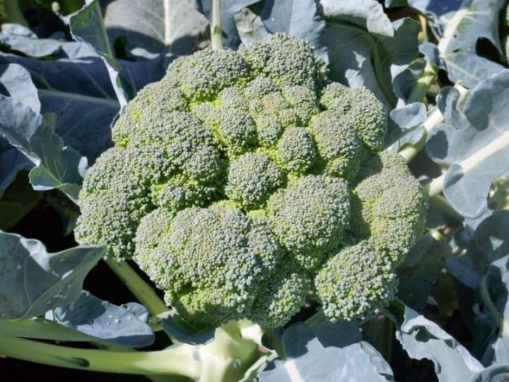 Broccoli