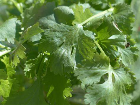 Coriander